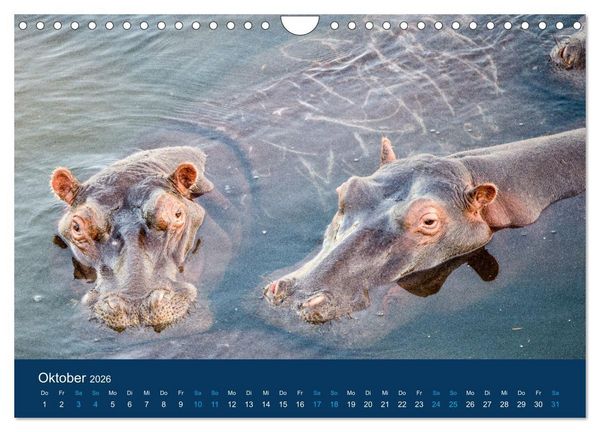 Produktbild: Nilpferde, Kolosse in Afrika (Wandkalender 2026 DIN A4 quer), CALVENDO Monatskalender
