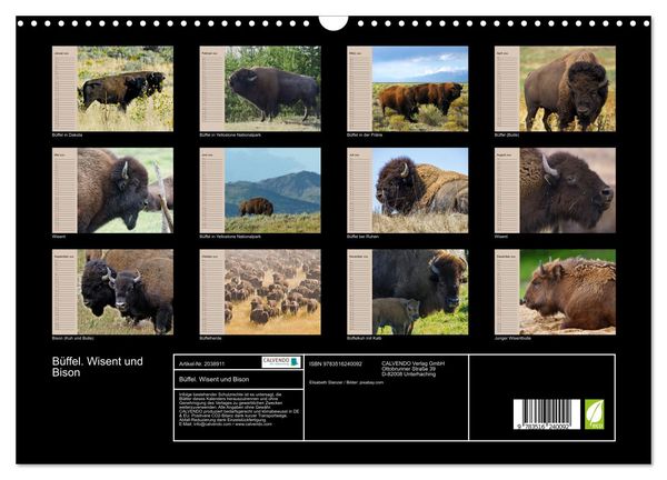 Produktbild: B&uuml;ffel. Wisent und Bison (Wandkalender 2026 DIN A3 quer), CALVENDO Monatskalender