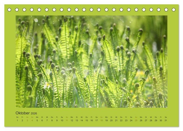 Produktbild: 12 Farben (Tischkalender 2026 DIN A5 quer), CALVENDO Monatskalender