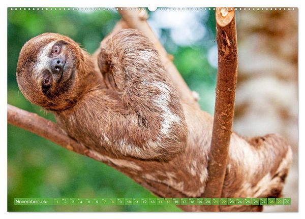 Produktbild: Der Amazonas: von den Anden zum Atlantik (Wandkalender 2026 DIN A2 quer), CALVENDO Monatskalender