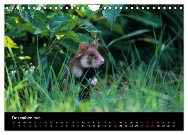 Produktbild: Naturjuwelen - Neusiedler See (Wandkalender 2026 DIN A4 quer), CALVENDO Monatskalender