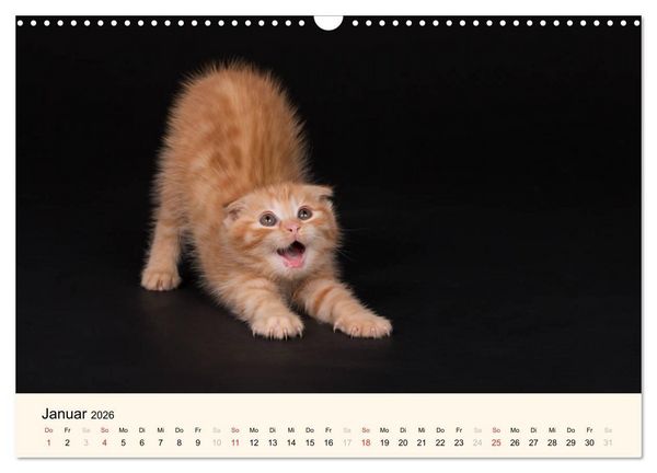 Produktbild: S&uuml;&szlig;e Stubentiger - Katzenkinder (Wandkalender 2026 DIN A3 quer), CALVENDO Monatskalender