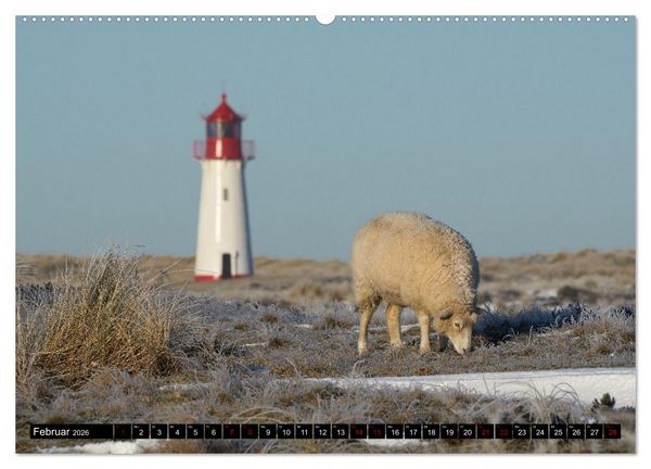 Produktbild: Schafe auf Sylt (hochwertiger Premium Wandkalender 2026 DIN A2 quer), Kunstdruck in Hochglanz