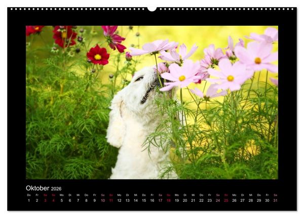 Produktbild: MIXlinge (hochwertiger Premium Wandkalender 2026 DIN A2 quer), Kunstdruck in Hochglanz
