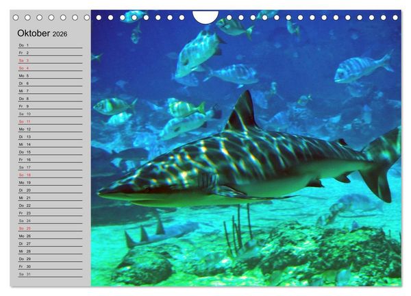 Produktbild: Haie (Wandkalender 2026 DIN A4 quer), CALVENDO Monatskalender