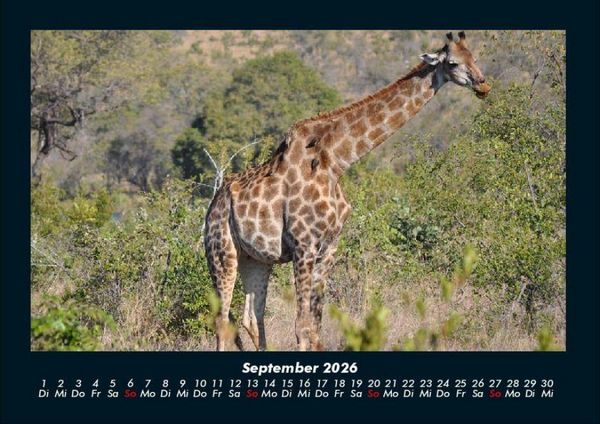 Produktbild: Giraffen 2026 Fotokalender DIN A4