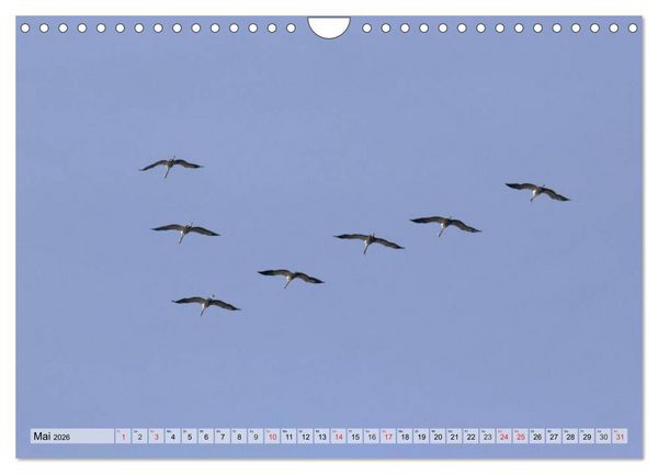 Produktbild: Kraniche auf dem Weg nach S&uuml;den (Wandkalender 2026 DIN A4 quer), CALVENDO Monatskalender