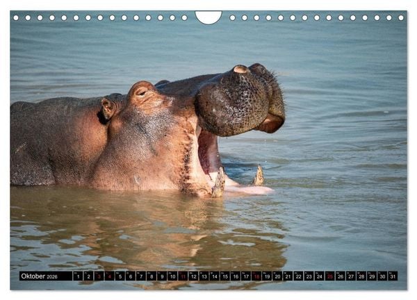 Produktbild: Hippos im s&uuml;dlichen Afrika (Wandkalender 2026 DIN A4 quer), CALVENDO Monatskalender