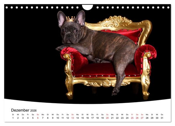Produktbild: Bullys - Franz&ouml;sische Bulldoggen 2026 (Wandkalender 2026 DIN A4 quer), CALVENDO Monatskalender