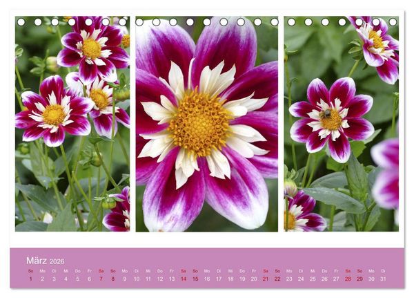 Produktbild: Dahlien-Triplets (Tischkalender 2026 DIN A5 quer), CALVENDO Monatskalender