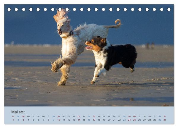 Produktbild: AFGHANISCHE WINDHUNDE 2026 (Tischkalender 2026 DIN A5 quer), CALVENDO Monatskalender