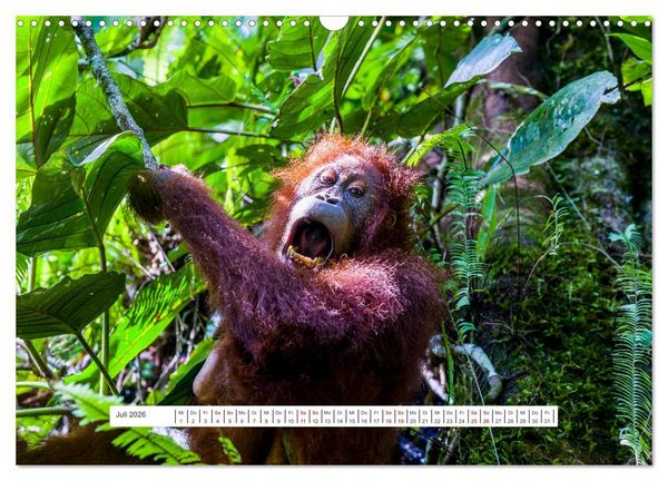 Produktbild: Gunung Leuser Nationalpark und seine Orang Utans (Wandkalender 2026 DIN A3 quer), CALVENDO Monatskalender