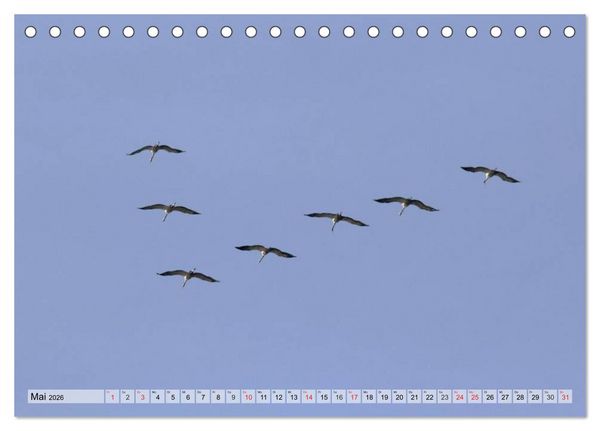 Produktbild: Kraniche auf dem Weg nach S&uuml;den (Tischkalender 2026 DIN A5 quer), CALVENDO Monatskalender