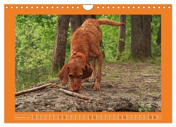 Produktbild: Faszination Magyar Vizsla (Wandkalender 2026 DIN A4 quer), CALVENDO Monatskalender