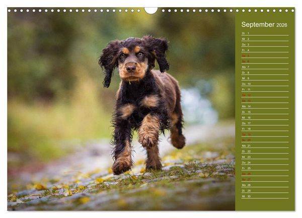 Produktbild: Englische Cocker Spaniel Welpen (Wandkalender 2026 DIN A3 quer), CALVENDO Monatskalender