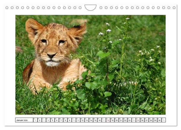 Produktbild: Kleine Schelme - Tierbabys (Wandkalender 2026 DIN A4 quer), CALVENDO Monatskalender