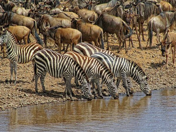 Produktbild: CALVENDO Puzzle Zebras....Streifen am Wasser | 1000 Teile Lege-Gr&ouml;&szlig;e 64x48cm Foto-Puzzle f&uuml;r gl&uuml;ckliche Stunden