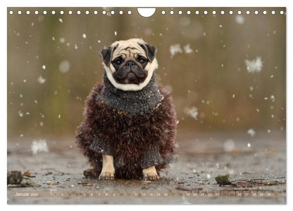 Produktbild: Lustige M&ouml;pse aus der Hundeknipserei (Wandkalender 2026 DIN A4 quer), CALVENDO Monatskalender