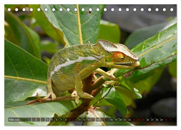Produktbild: Reptilien auf Madagaskar (Tischkalender 2026 DIN A5 quer), CALVENDO Monatskalender