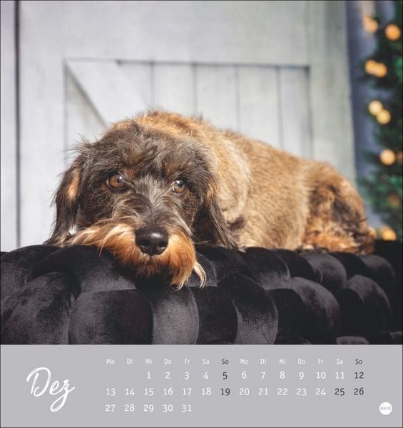 Produktbild: Dackel Postkartenkalender 2027