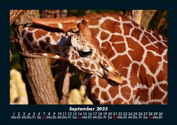 Produktbild: Giraffen 2025 Fotokalender DIN A5