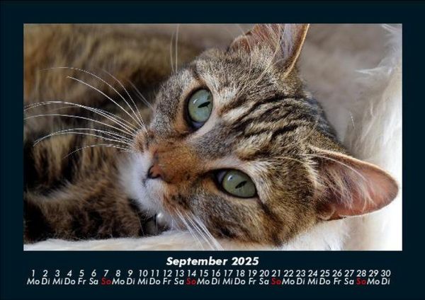 Produktbild: F&uuml;r Katzenfreunde 2025 Fotokalender DIN A5