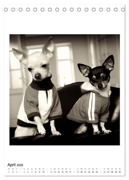 Produktbild: CHIHUAHUA CHIC Photos Marion Koell (Tischkalender 2026 DIN A5 hoch), CALVENDO Monatskalender