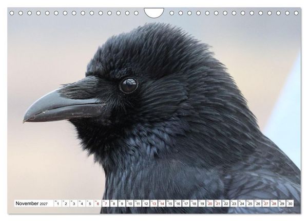 Produktbild: Im Auge der Kr&auml;he (Wandkalender 2027 DIN A4 quer), CALVENDO Monatskalender