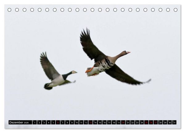 Produktbild: Gefiederte Sch&ouml;nheiten - Wildg&auml;nse in Norddeutschland (Tischkalender 2026 DIN A5 quer), CALVENDO Monatskalender