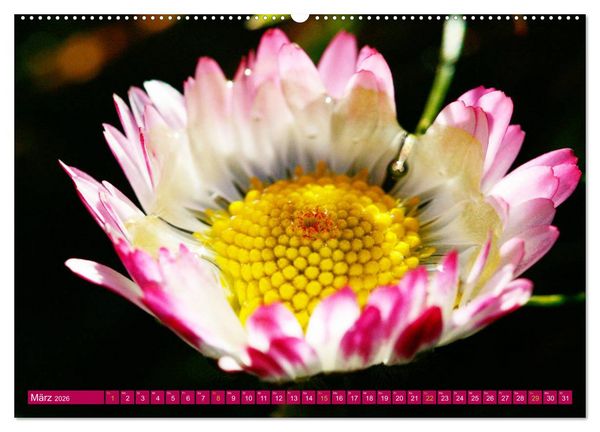Produktbild: Auf Augenh&ouml;he mit G&auml;nsebl&uuml;mchen (hochwertiger Premium Wandkalender 2026 DIN A2 quer), Kunstdruck in Hochglanz