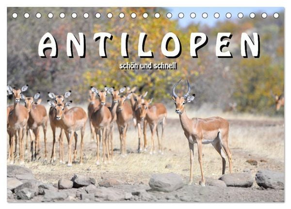 Produktbild: Antilopen, sch&ouml;n und schnell (Tischkalender 2026 DIN A5 quer), CALVENDO Monatskalender