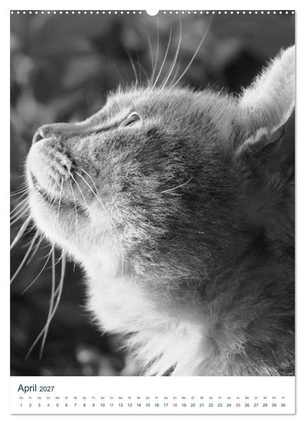 Produktbild: Wilde Katzen - Korsikas Samtpfoten (Wandkalender 2027 DIN A2 hoch), CALVENDO Monatskalender