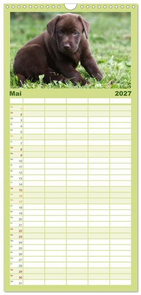Produktbild: Familienplaner 2027 - Labrador Welpen mit 5 Spalten (Wandkalender, 21 x 45 cm) CALVENDO