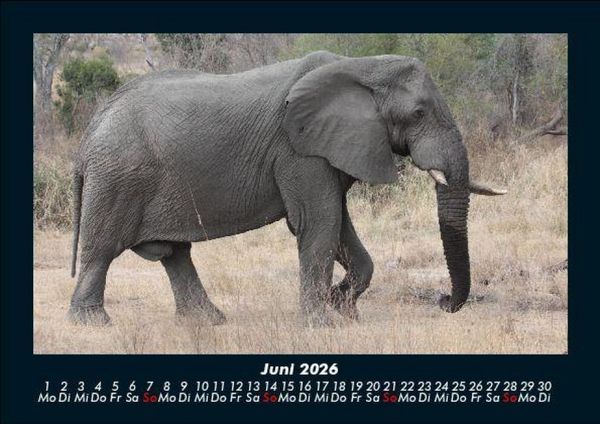 Produktbild: Elefanten - Die sanften Riesen Afrikas 2026 Fotokalender DIN A5