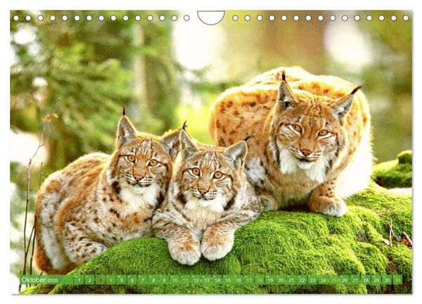 Produktbild: Dem Luchs auf der Spur (Wandkalender 2026 DIN A4 quer), CALVENDO Monatskalender