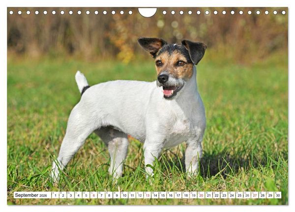 Produktbild: 100000 Volt auf vier Pfoten - Jack und Parson Russell Terrier (Wandkalender 2026 DIN A4 quer), CALVENDO Monatskalender