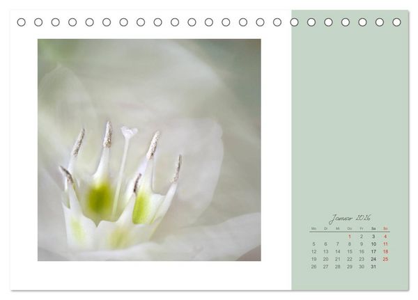 Produktbild: Bl&uuml;tentr&auml;ume (Tischkalender 2026 DIN A5 quer), CALVENDO Monatskalender