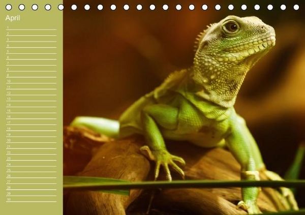 Produktbild: Drachen / Geburtstagskalender (Tischkalender immerw&auml;hrend DIN A5 quer)