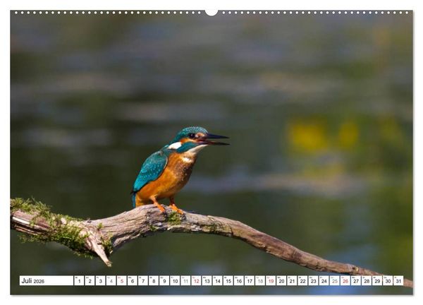 Produktbild: Eisv&ouml;gel (Alcedo atthis) - Edelsteine der Natur (hochwertiger Premium Wandkalender 2026 DIN A2 quer), Kunstdruck in Hochglanz