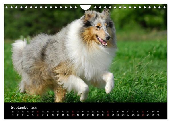 Produktbild: Faszination Collie 2026 (Wandkalender 2026 DIN A4 quer), CALVENDO Monatskalender