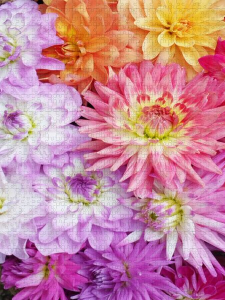 Produktbild: CALVENDO Puzzle Dahlien | 1000 Teile Lege-Gr&ouml;&szlig;e 64x48cm Foto-Puzzle f&uuml;r gl&uuml;ckliche Stunden