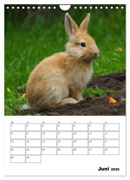Produktbild: Kaninchen Terminplaner (Wandkalender 2026 DIN A4 hoch), CALVENDO Monatskalender