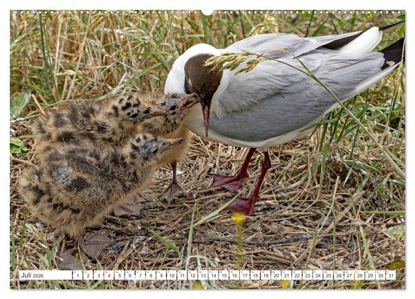 Produktbild: Sturmerprobt - V&ouml;gel an Nordfrieslands K&uuml;ste (hochwertiger Premium Wandkalender 2026 DIN A2 quer), Kunstdruck in Hochglanz