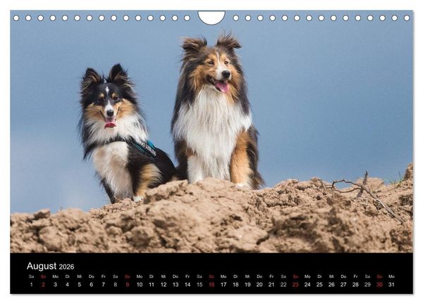 Produktbild: Wir lieben Shelties (Wandkalender 2026 DIN A4 quer), CALVENDO Monatskalender