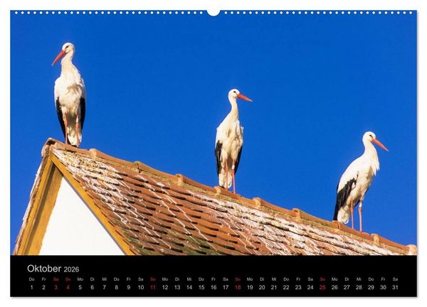 Produktbild: E L S A S S Impressionen (Wandkalender 2026 DIN A2 quer), CALVENDO Monatskalender
