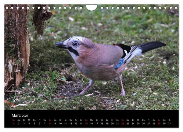 Produktbild: Eichelh&auml;her der Waldpolizist (Wandkalender 2026 DIN A4 quer), CALVENDO Monatskalender