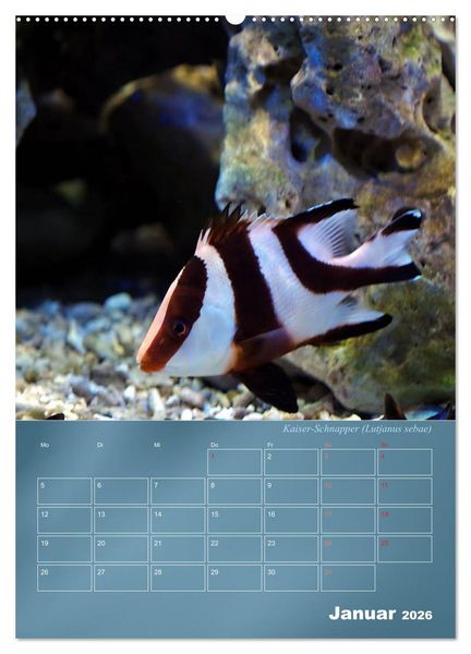 Produktbild: Bunte Riffbewohner - Fische, Anemonen und noch viel mehr (Wandkalender 2026 DIN A2 hoch), CALVENDO Monatskalender