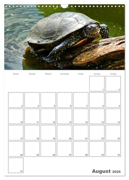 Produktbild: Langsame Schildkr&ouml;ten (Wandkalender 2026 DIN A3 hoch), CALVENDO Monatskalender