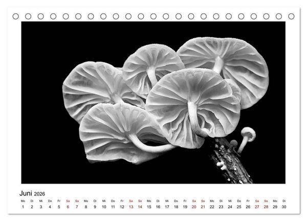 Produktbild: Die grafische Sch&ouml;nheit der Pflanzen &ndash; Schwarz-Wei&szlig; (Tischkalender 2026 DIN A5 quer), CALVENDO Monatskalender