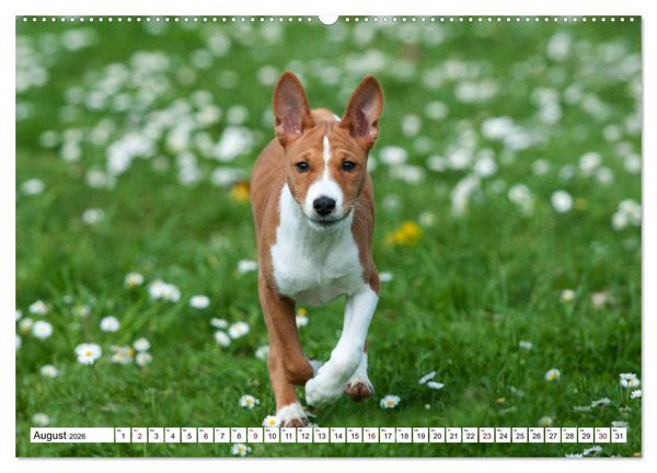 Produktbild: Wunderbare Basenji Welpenzeit (hochwertiger Premium Wandkalender 2026 DIN A2 quer), Kunstdruck in Hochglanz